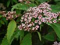 Smallflower Spirea